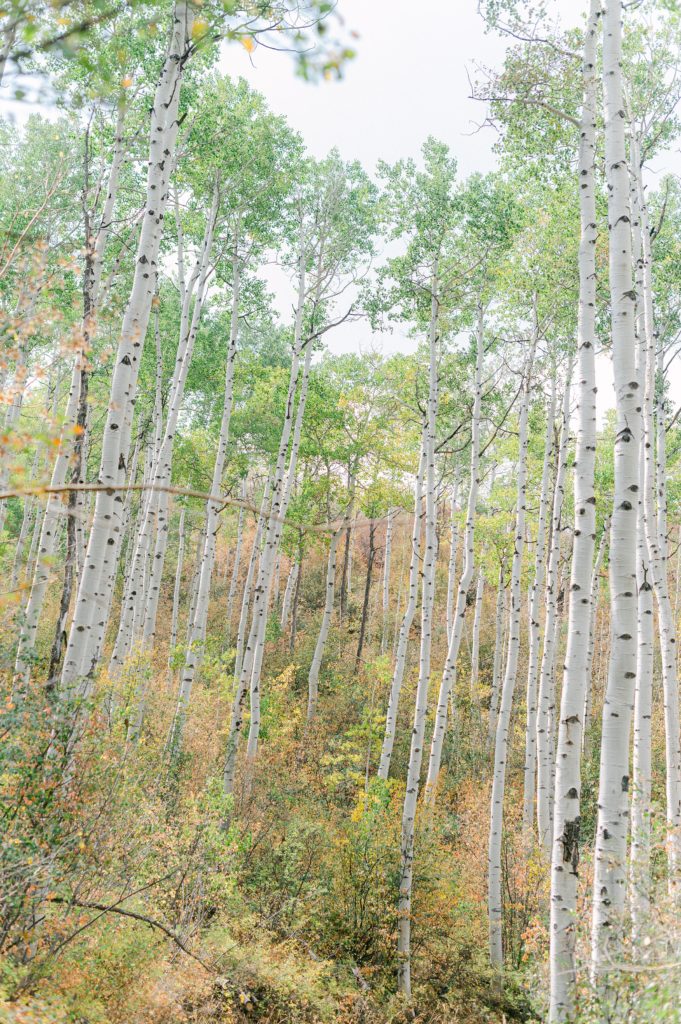 stunning aspen trees in the fall near Vail Colorado